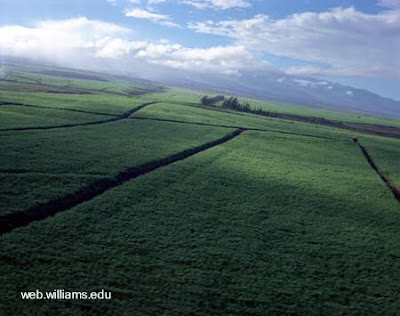 Extensiones productoras de plantas Campos cultivados