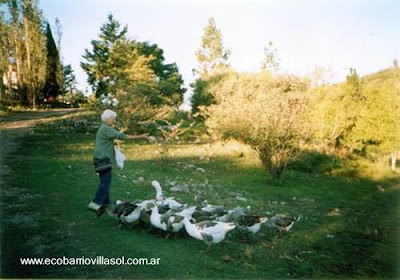 Animales domésticos son parte de la economía de la urbanización sustentable