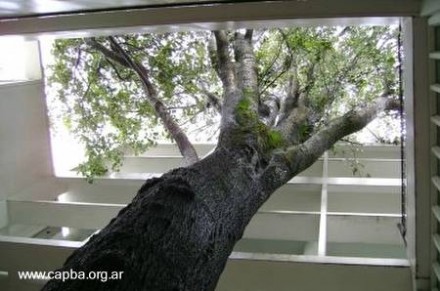 Casa Curutchet patio interior Imagen del patio interior de la vivienda y consultorio