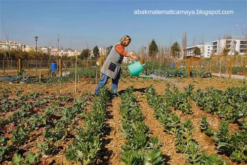 Vecina cultivando hortalizas en un espacio público de la ciudad Una vecina cultivando hortalizas en la ciudad